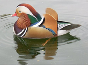 Viennese duck