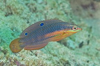 Halichoeres Biocellatus